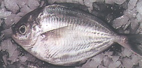 Butterfish