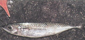 Chub Mackerel