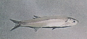 Glass Minnow (Gulf Anchovy)