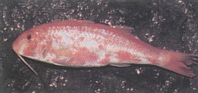 Goatfish Red - Salmonete