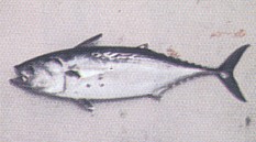 Little Tunny (Little Tuna, Bonita, Albacore)