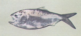 Menhaden