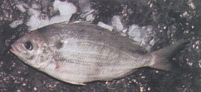 Pinfish