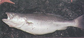 Silver Trout