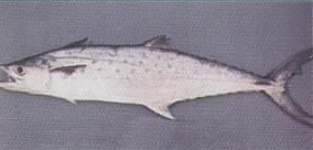 Spanish Mackerel