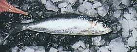 Spanish Sardines (Herring)